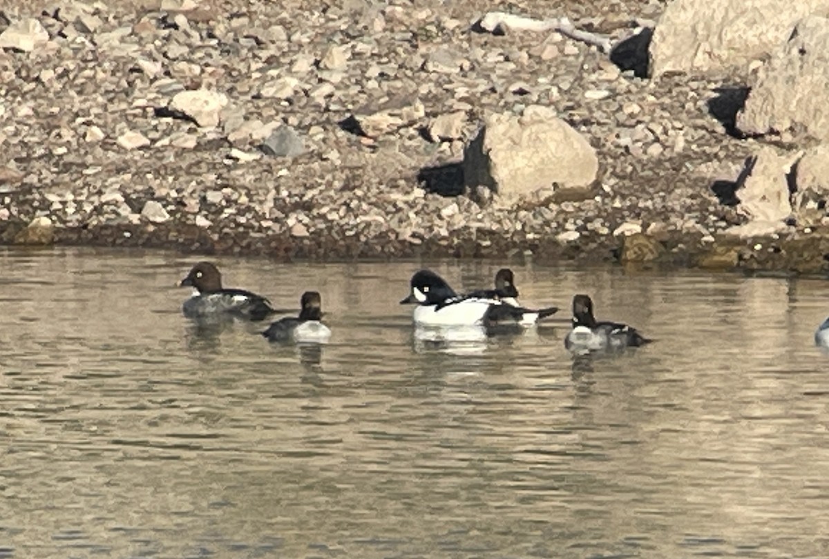 キタホオジロガモ - ML646856573