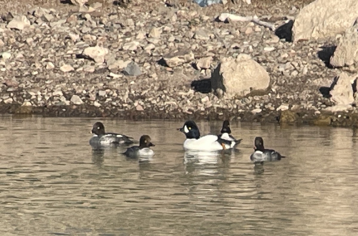 キタホオジロガモ - ML646856574