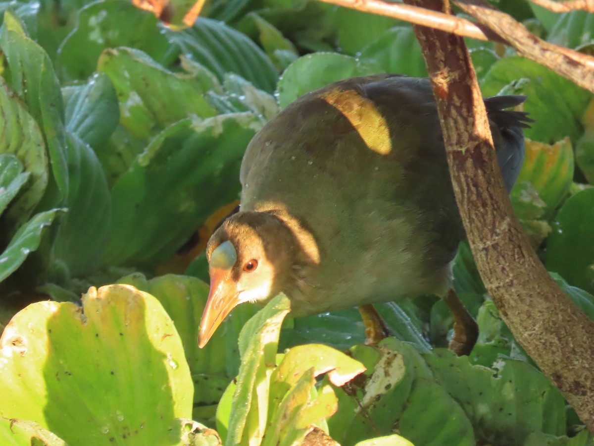 アメリカムラサキバン - ML646856575