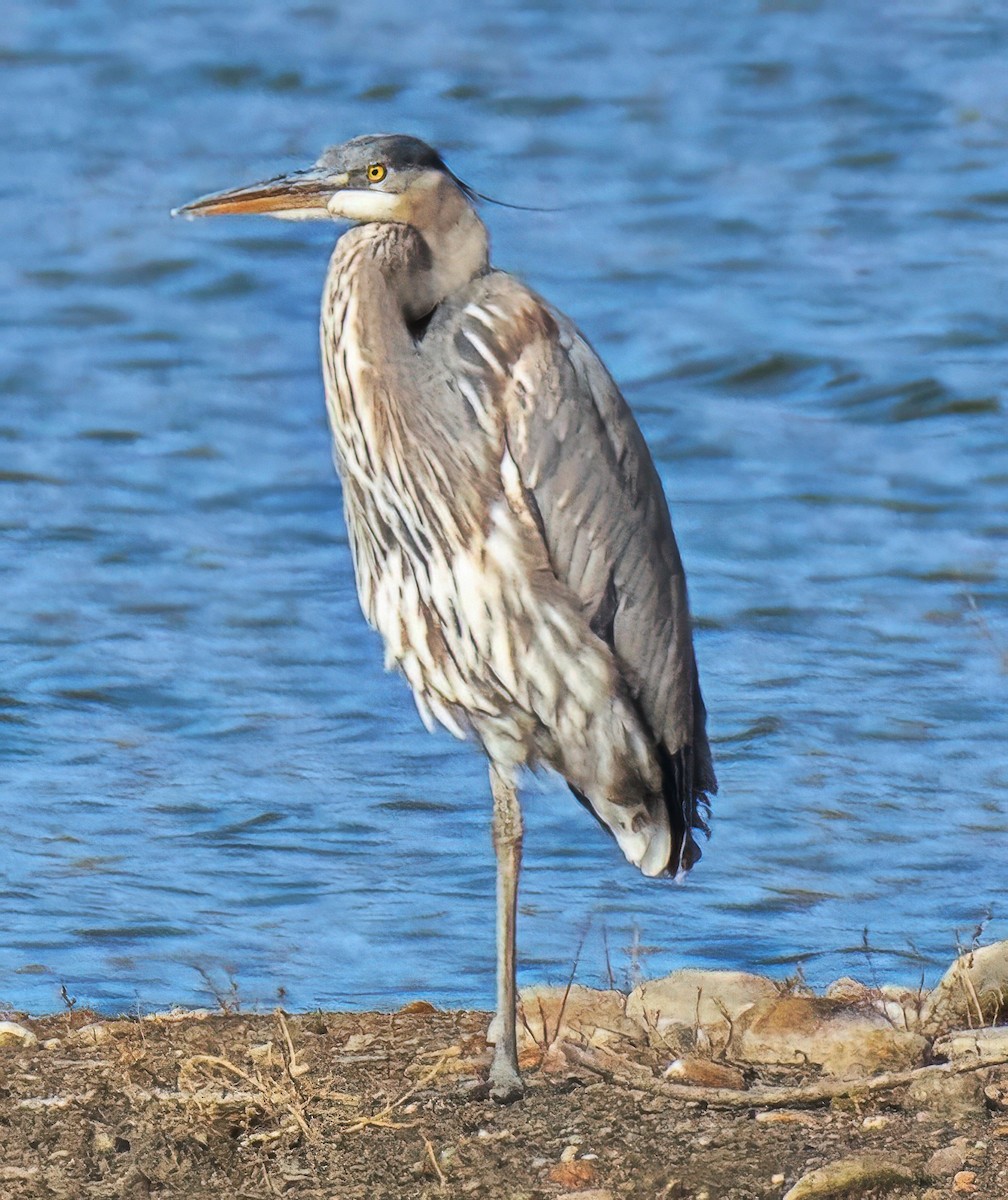 オオアオサギ - ML646856576