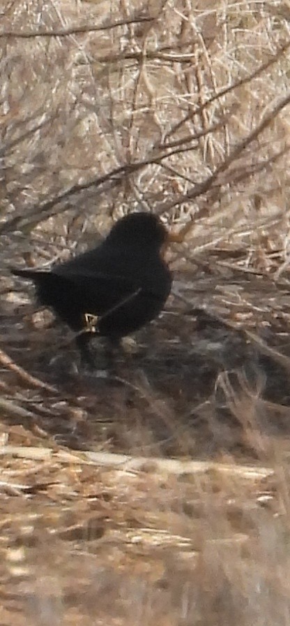 Eurasian Blackbird - ML646856578