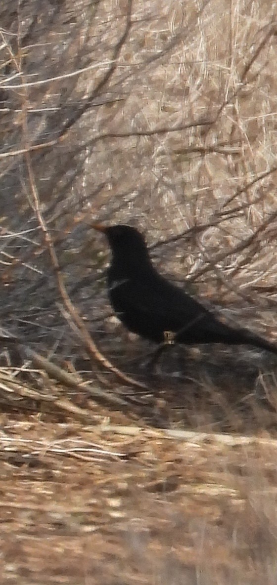 Eurasian Blackbird - ML646856579