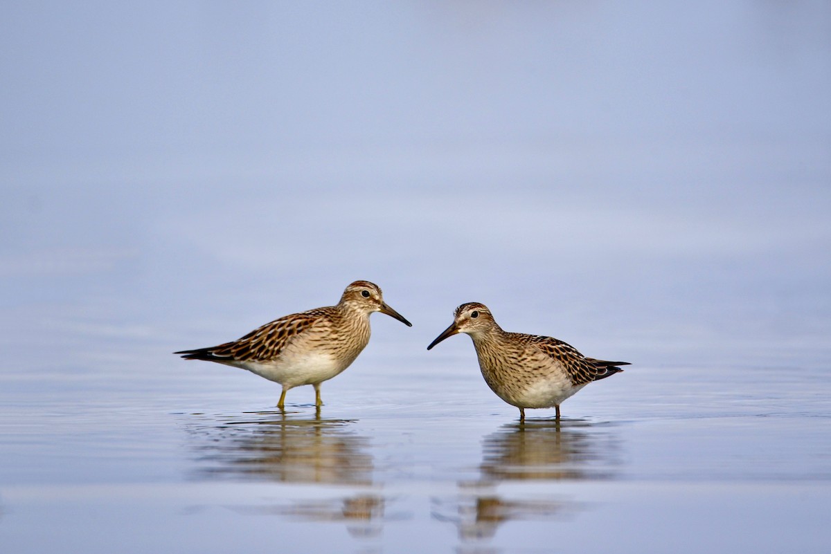 Pectoral Sandpiper - ML646856580
