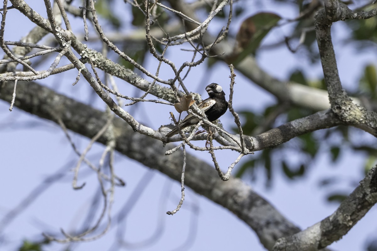 skřivan bělouchý - ML646856582