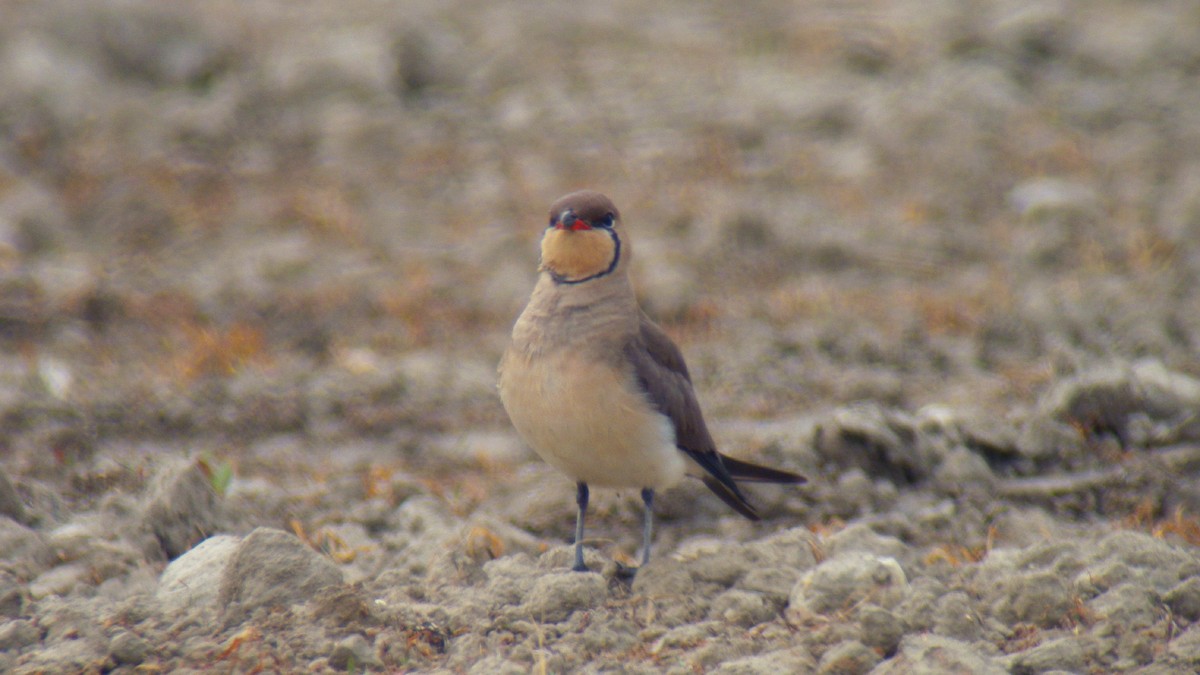 Collared Pratincole - ML646856583
