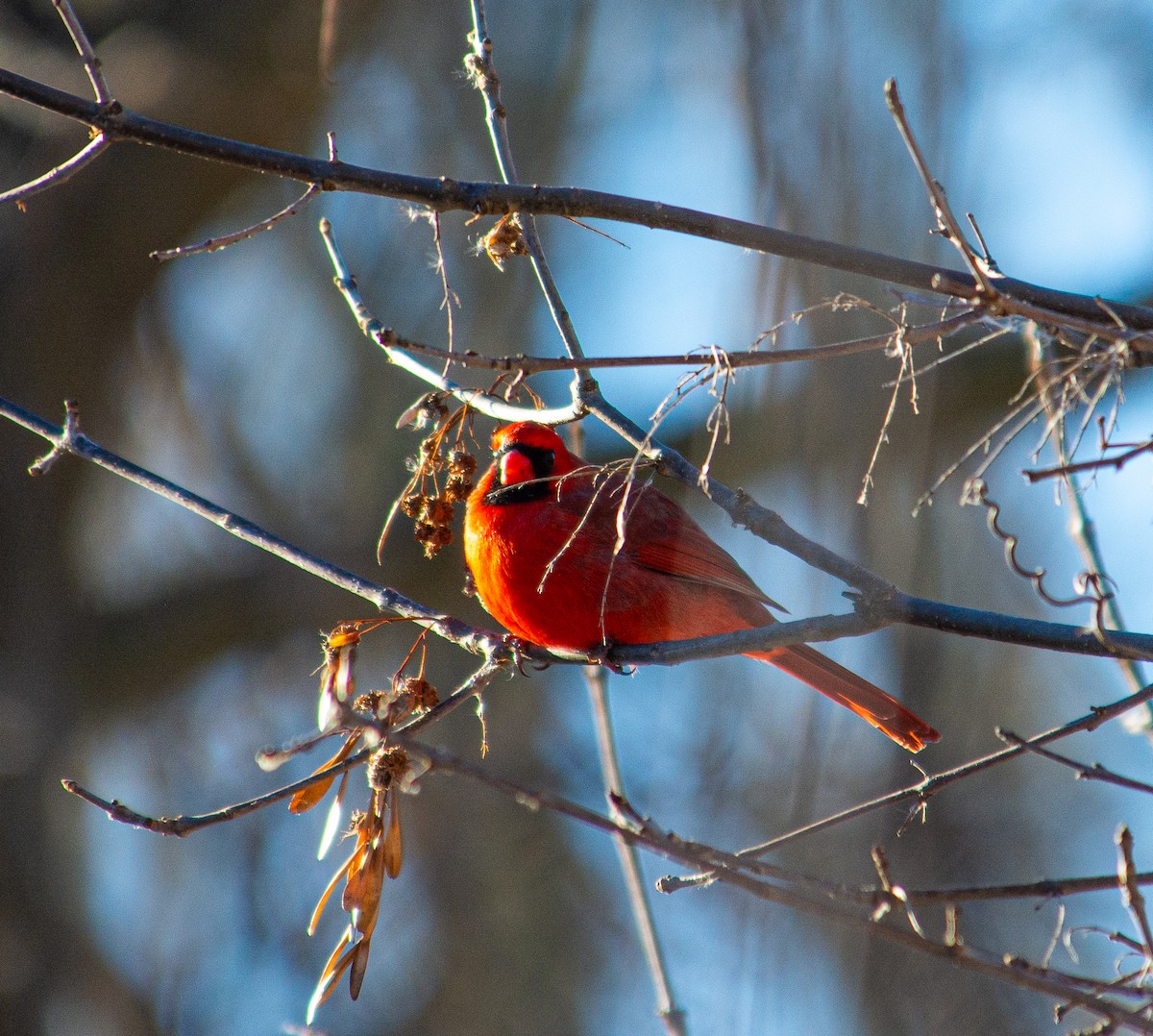 Northern Cardinal - ML646856584