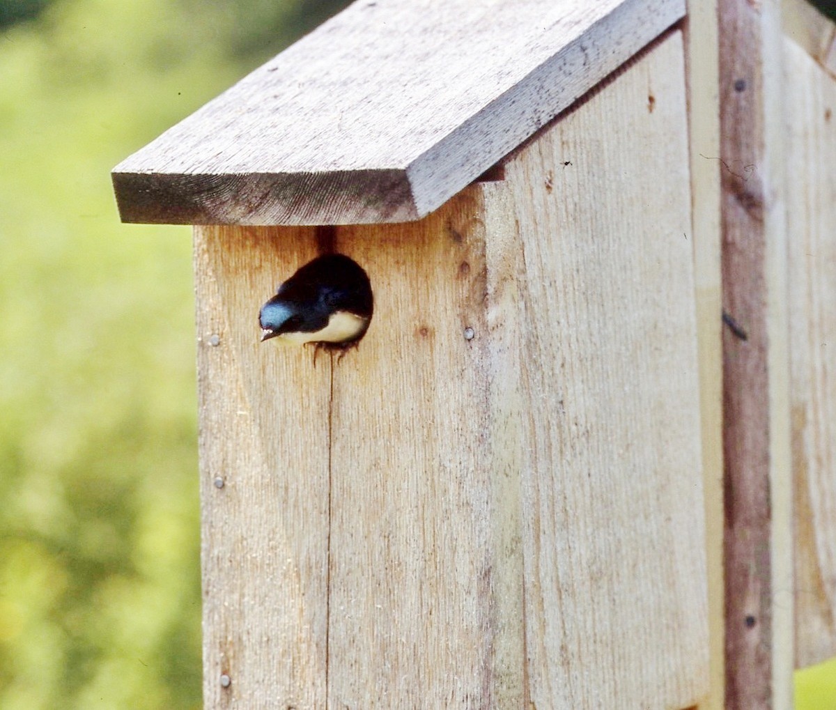 Tree Swallow - ML646856585