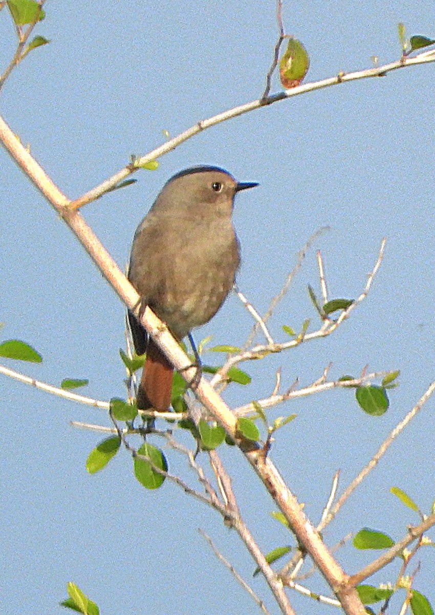 Black Redstart - ML646856586