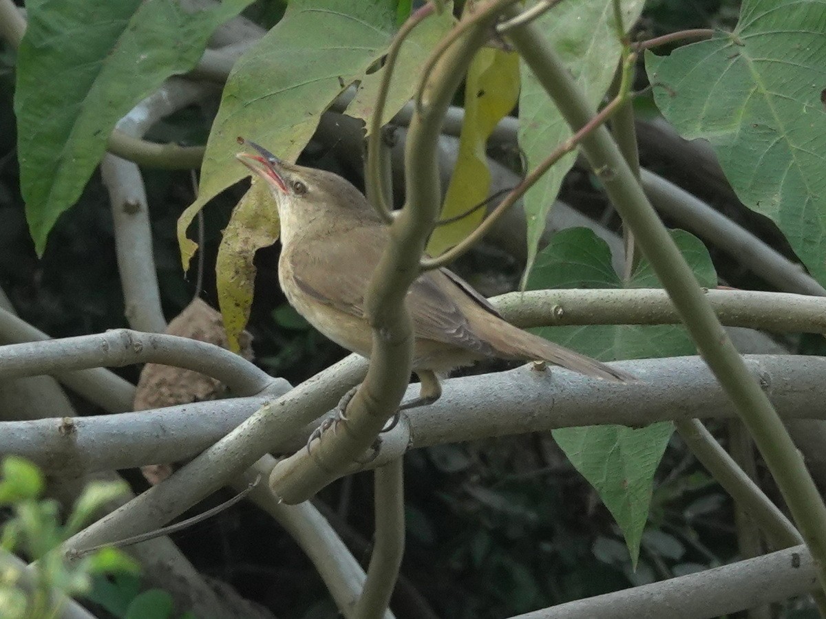 チュウヨシキリ - ML646856587