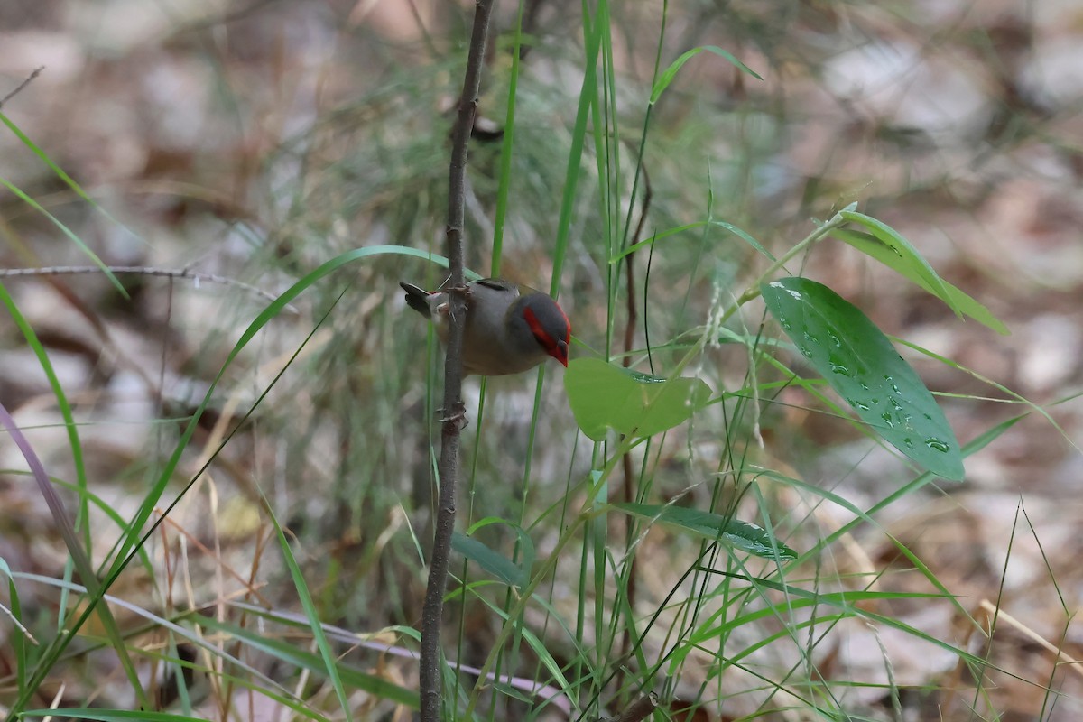 Red-browed Firetail - ML646856589