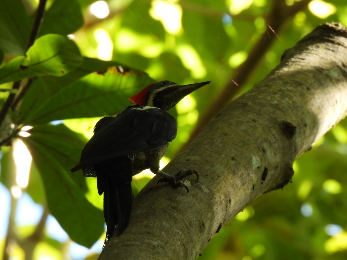 stripesvartspett - ML646856591