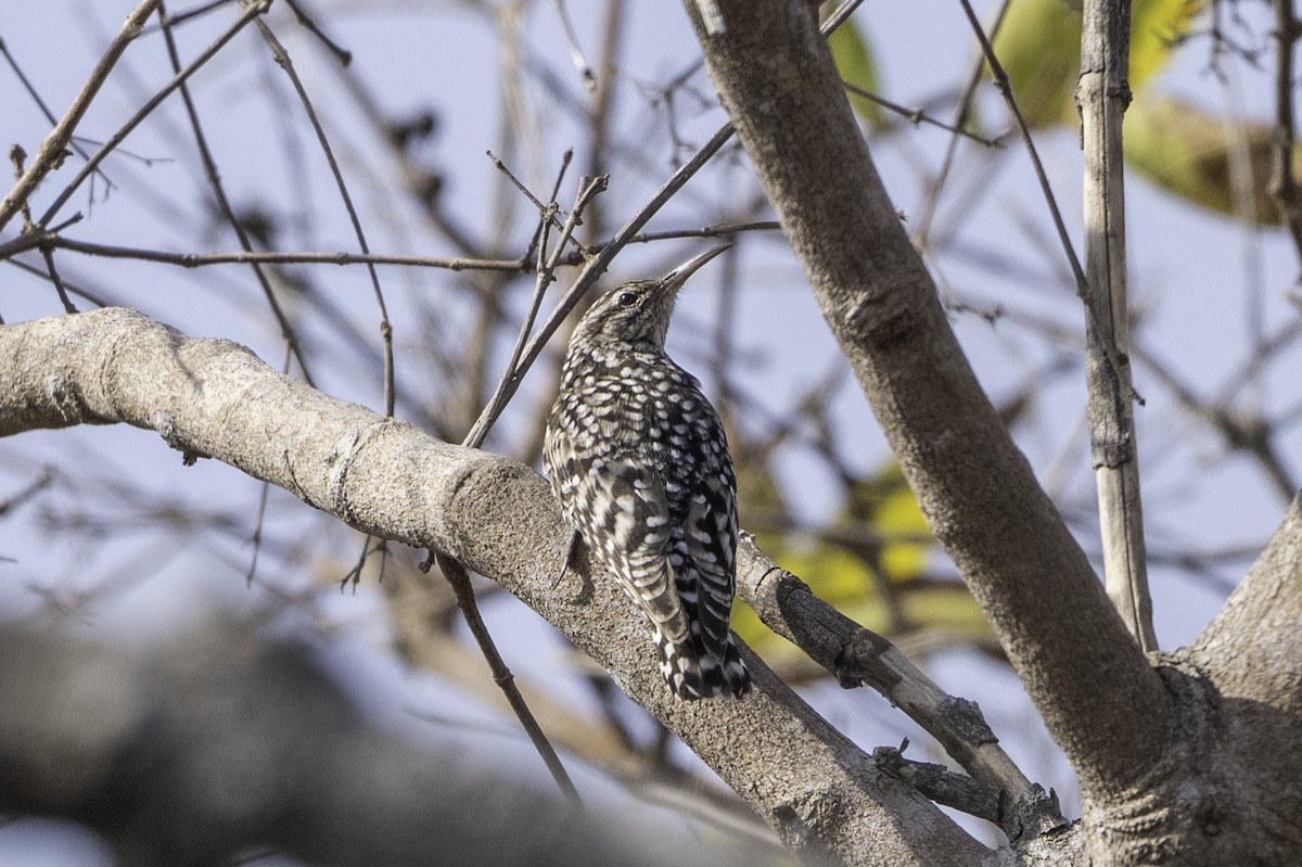 šplháček africký - ML646856594