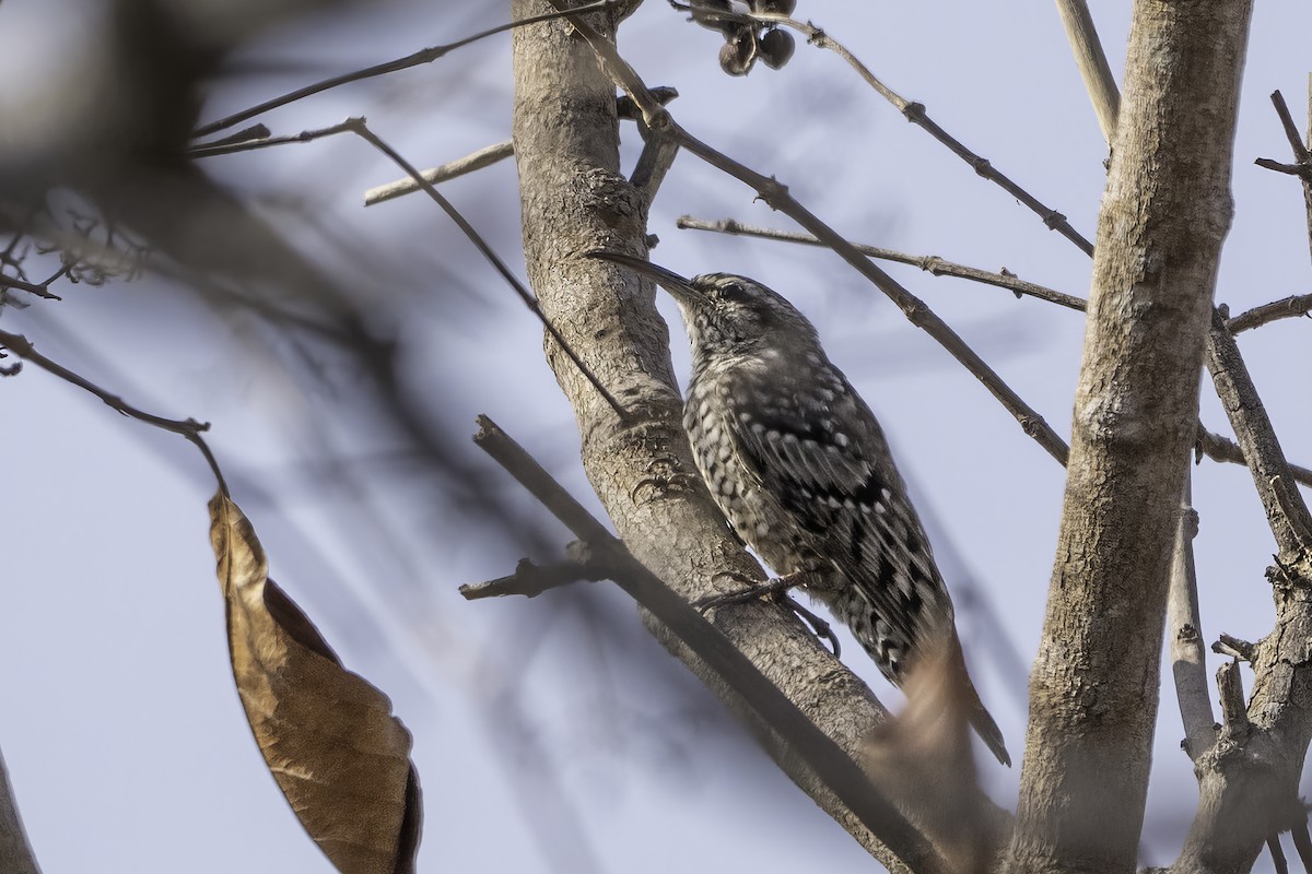 šplháček africký - ML646856595