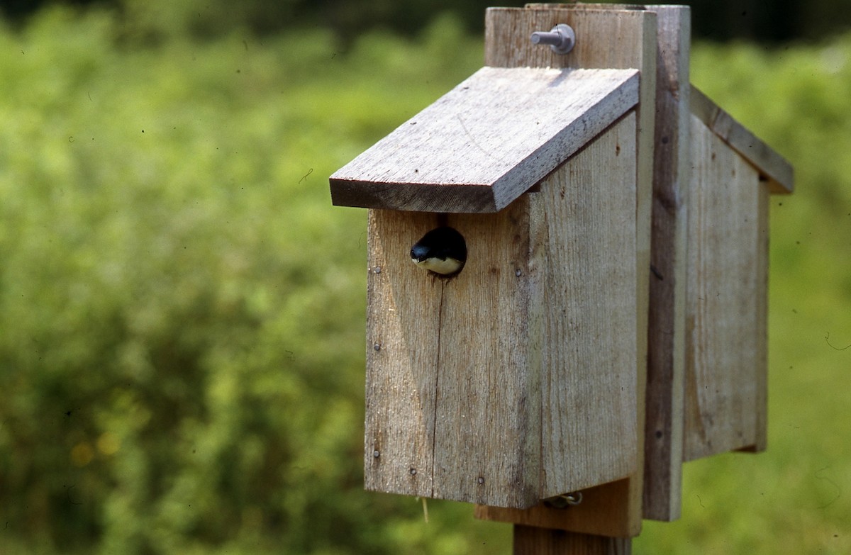 Tree Swallow - ML646856596