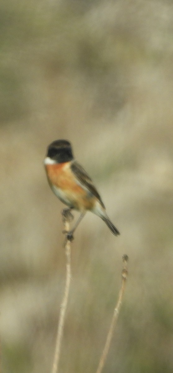 European Stonechat - ML646856597