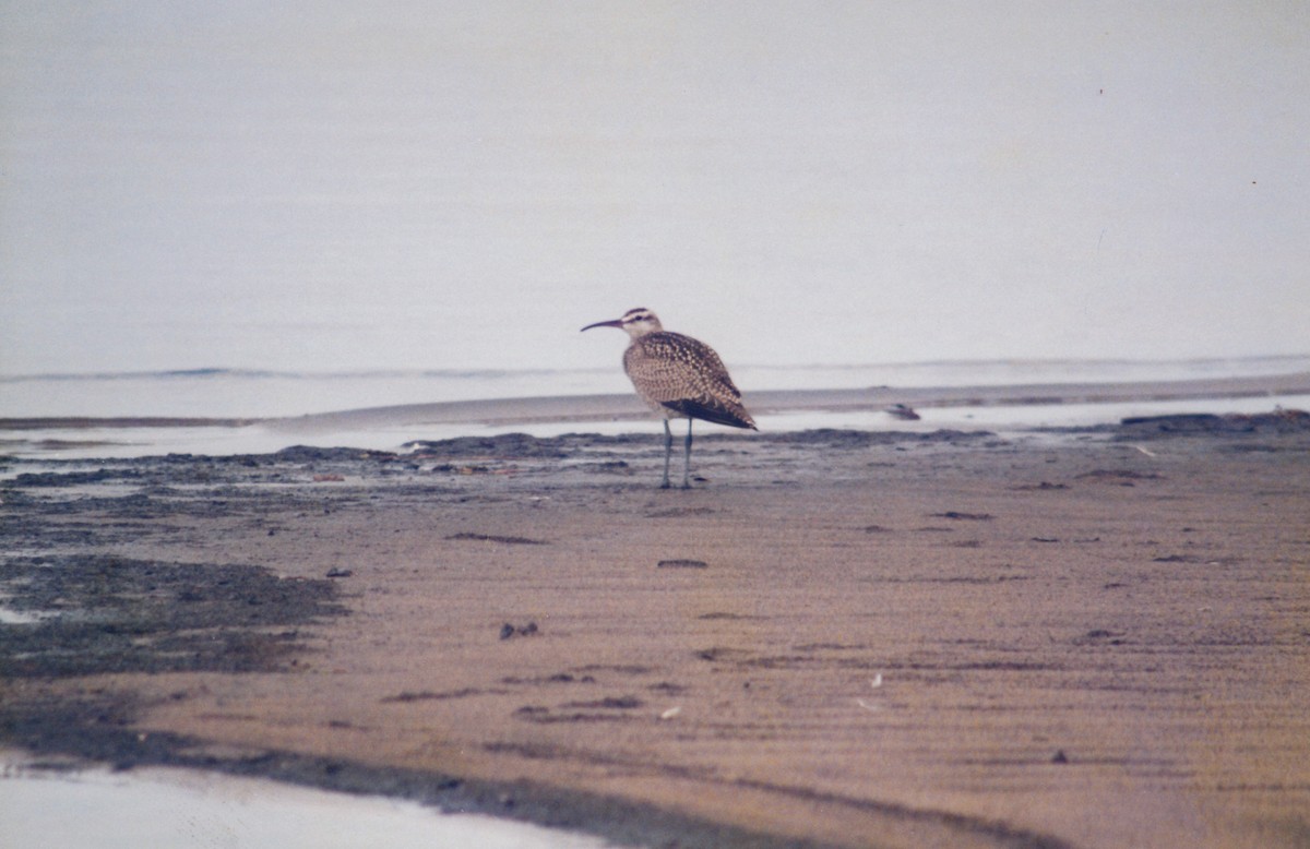 アメリカチュウシャクシギ - ML646856598