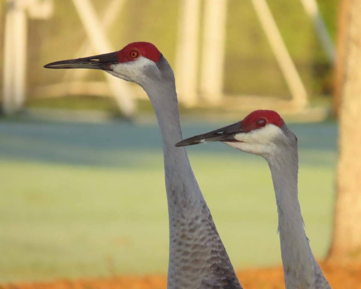 Sandhill Crane - ML646856599