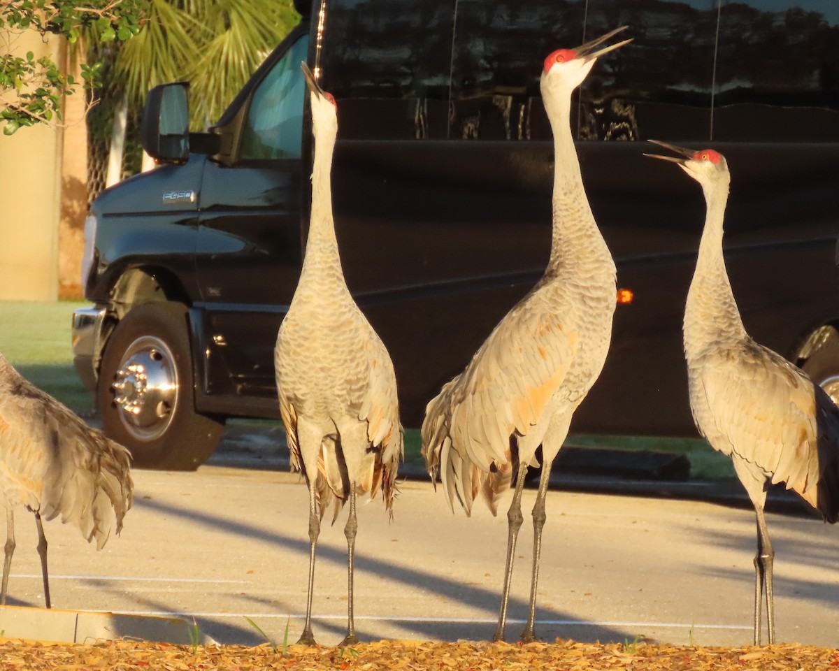 Sandhill Crane - ML646856600