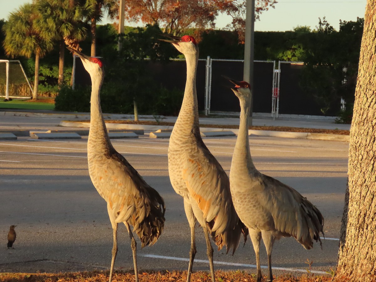 Sandhill Crane - ML646856601