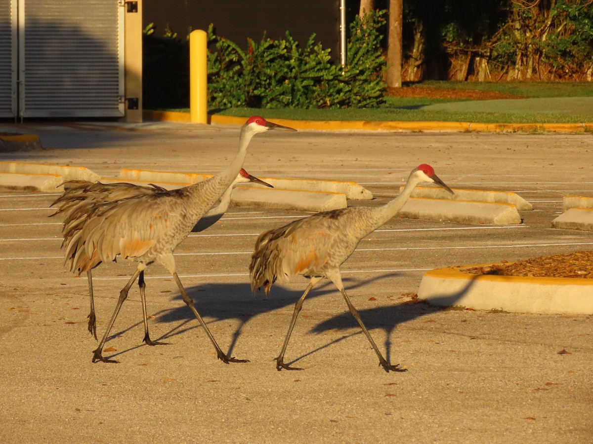 Sandhill Crane - ML646856602