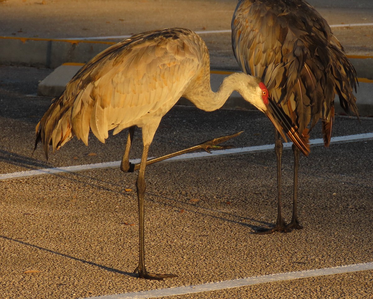 Sandhill Crane - ML646856603