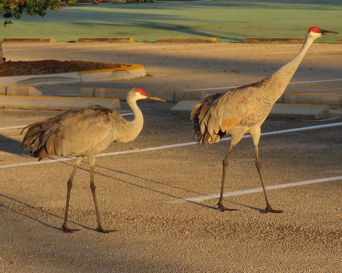 Sandhill Crane - ML646856604