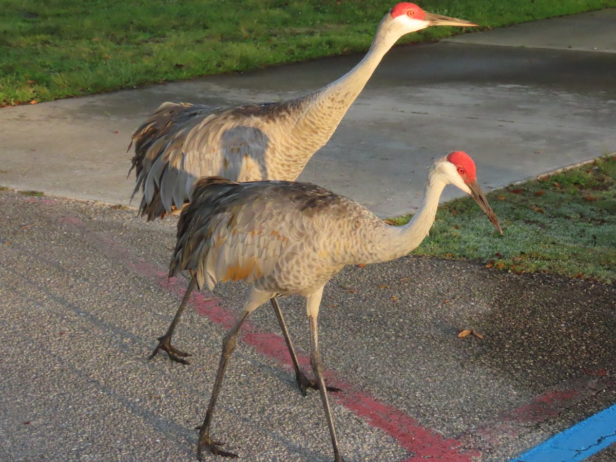 Sandhill Crane - ML646856605