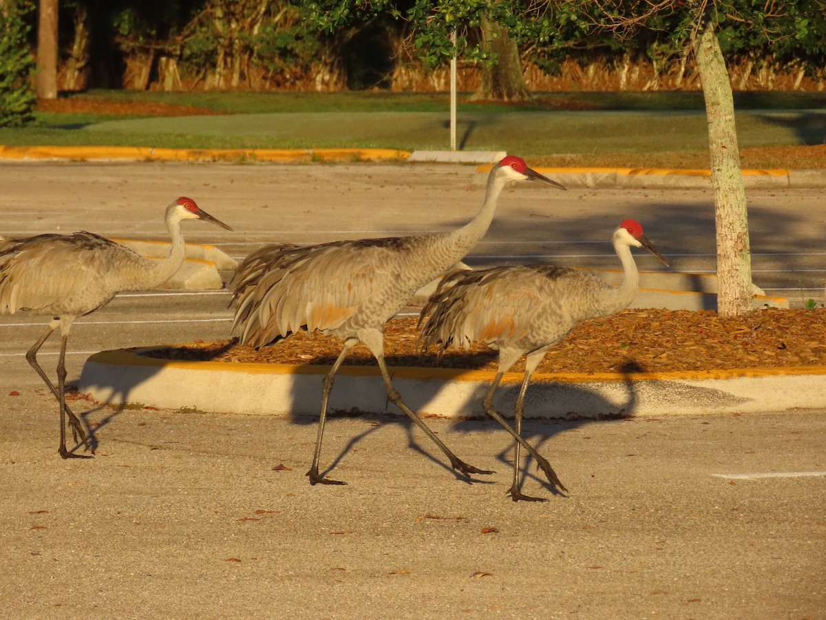 Sandhill Crane - ML646856606