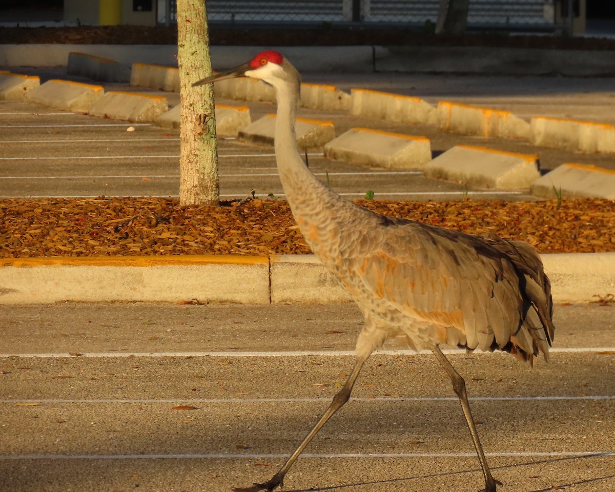 Sandhill Crane - ML646856607