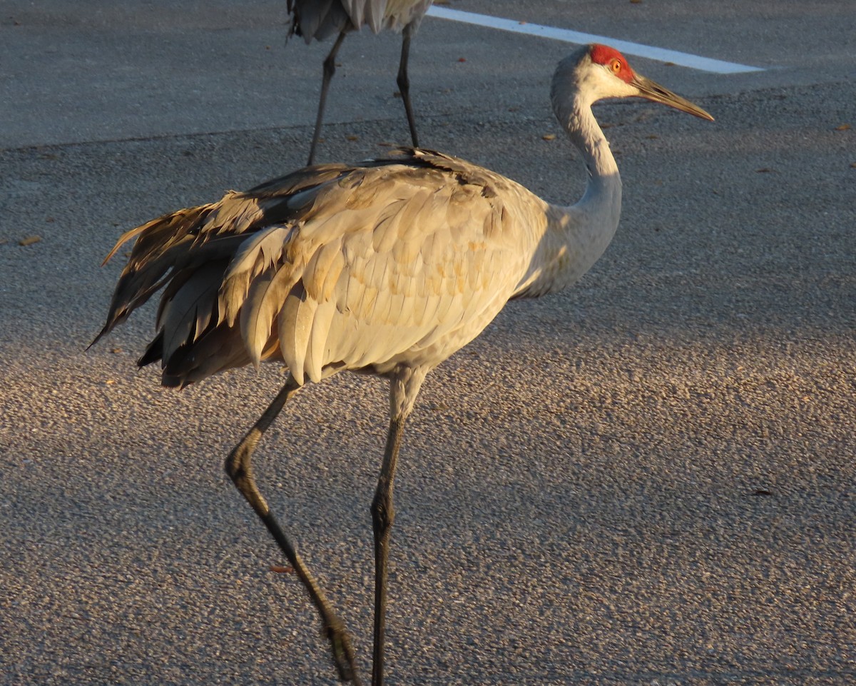 Sandhill Crane - ML646856608