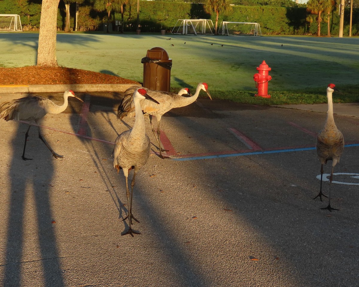 Sandhill Crane - ML646856609
