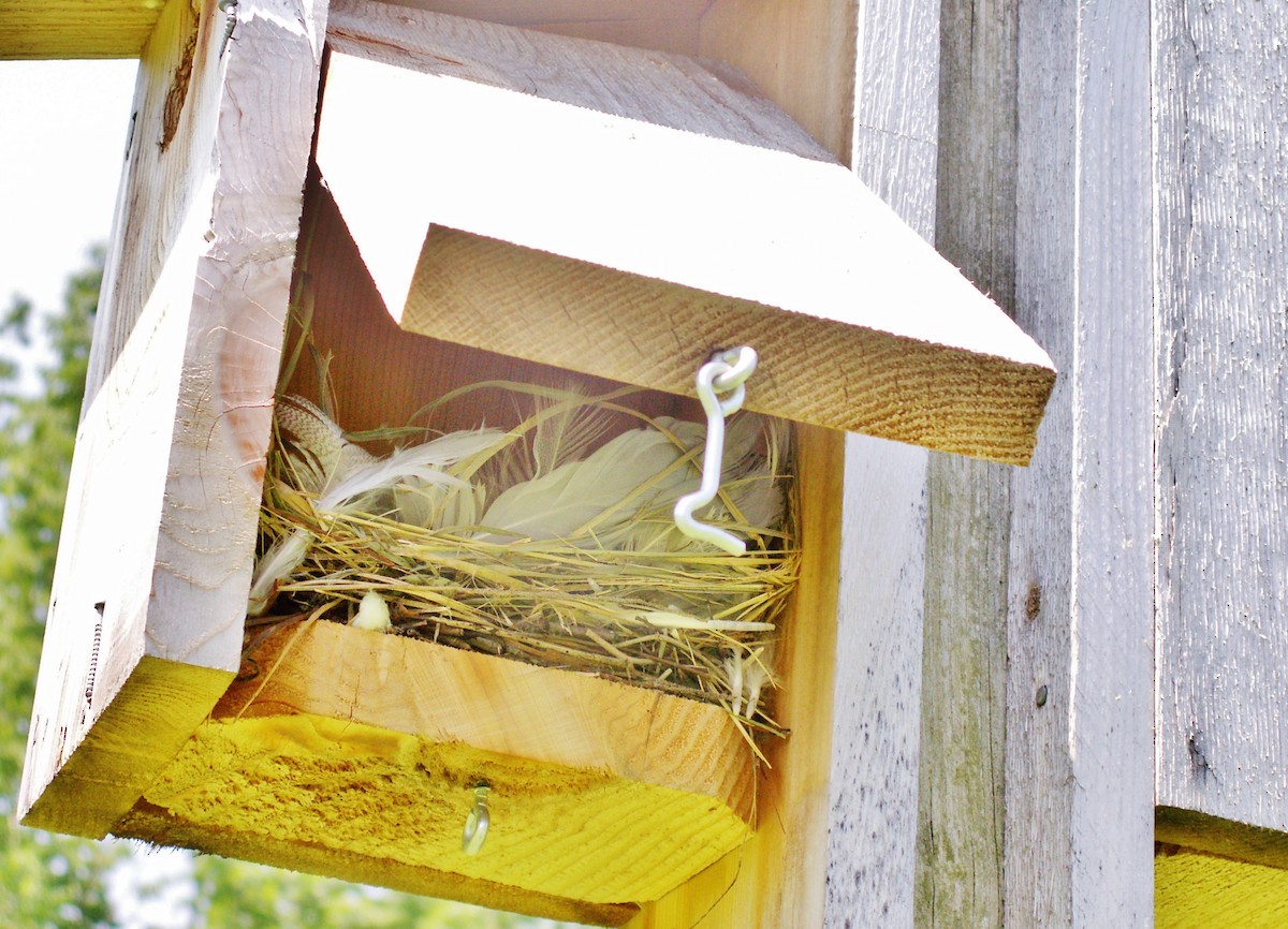 Tree Swallow - ML646856612