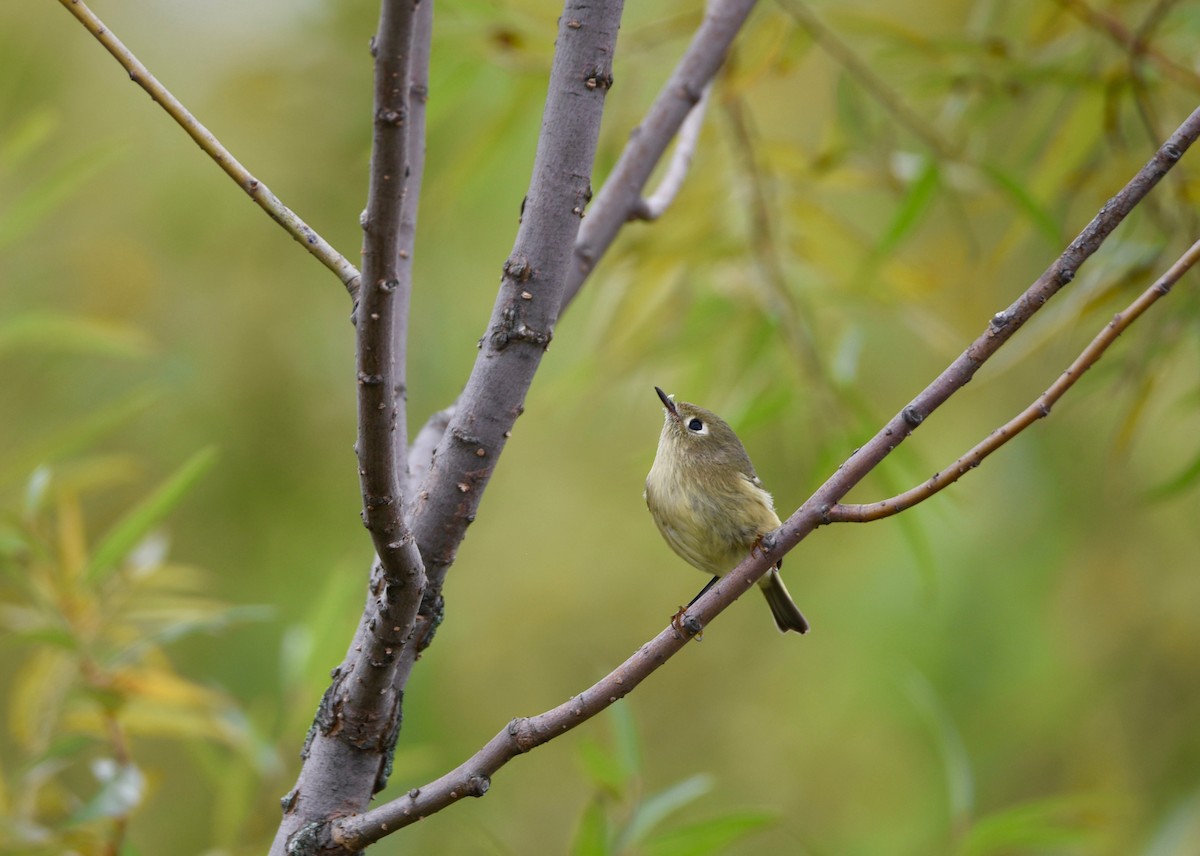 Ruby-crowned Kinglet - ML646856613
