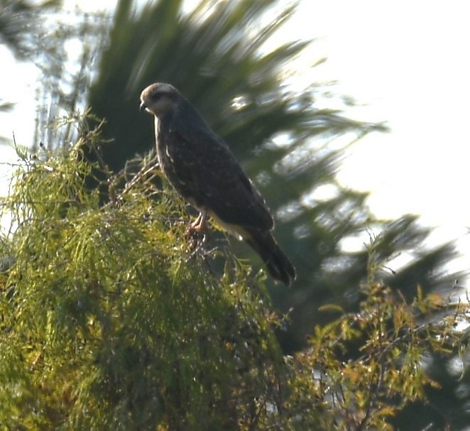 Коршун-слизнеед - ML646856614
