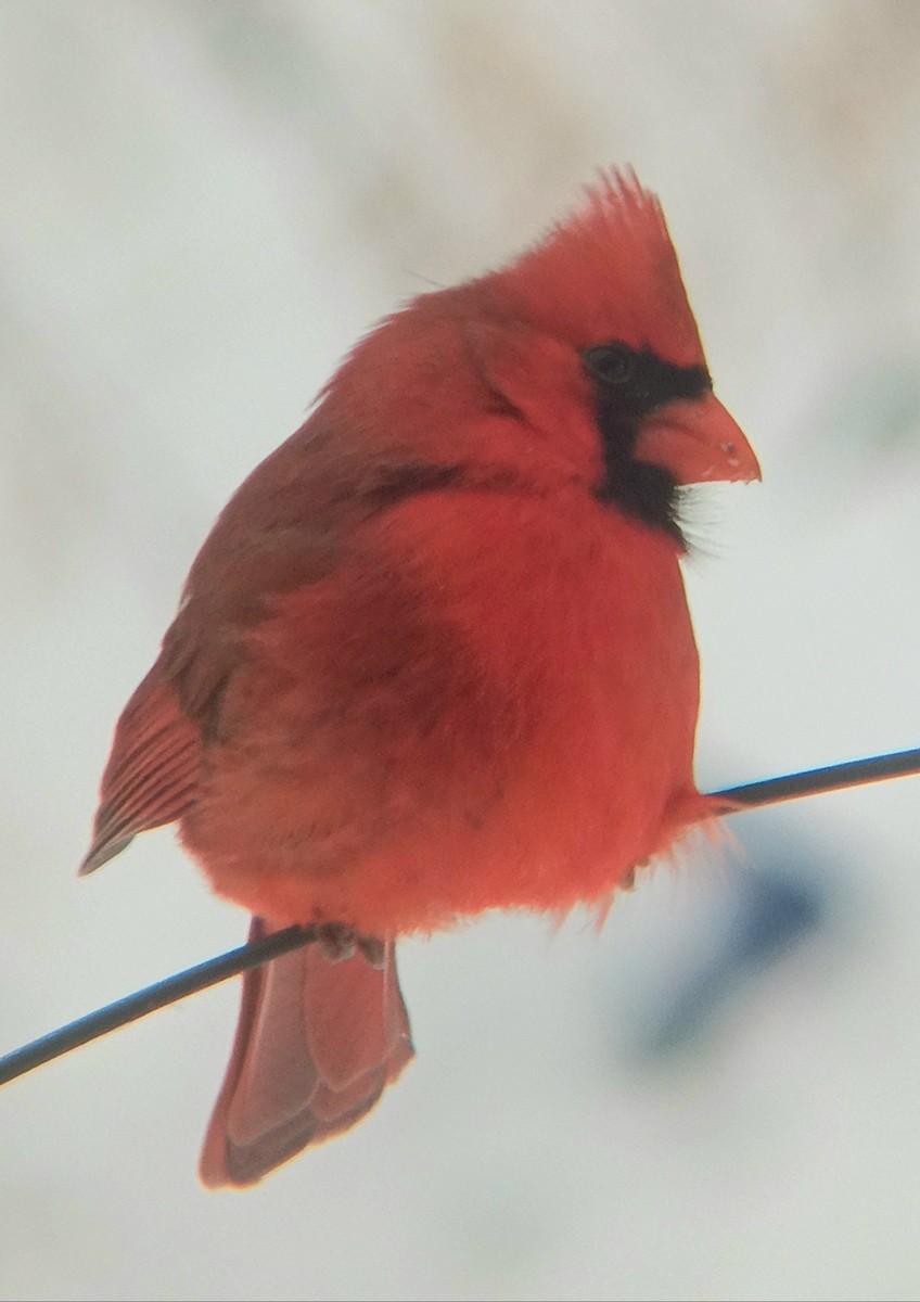 Northern Cardinal - ML646856617
