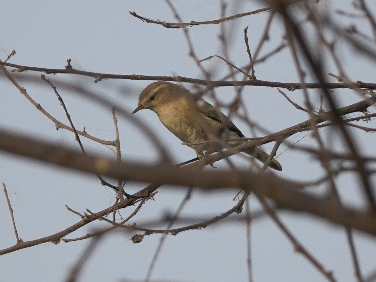 Common Chiffchaff - ML646856618