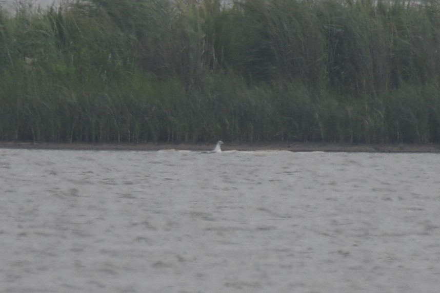 Black-headed Gull - ML646856620