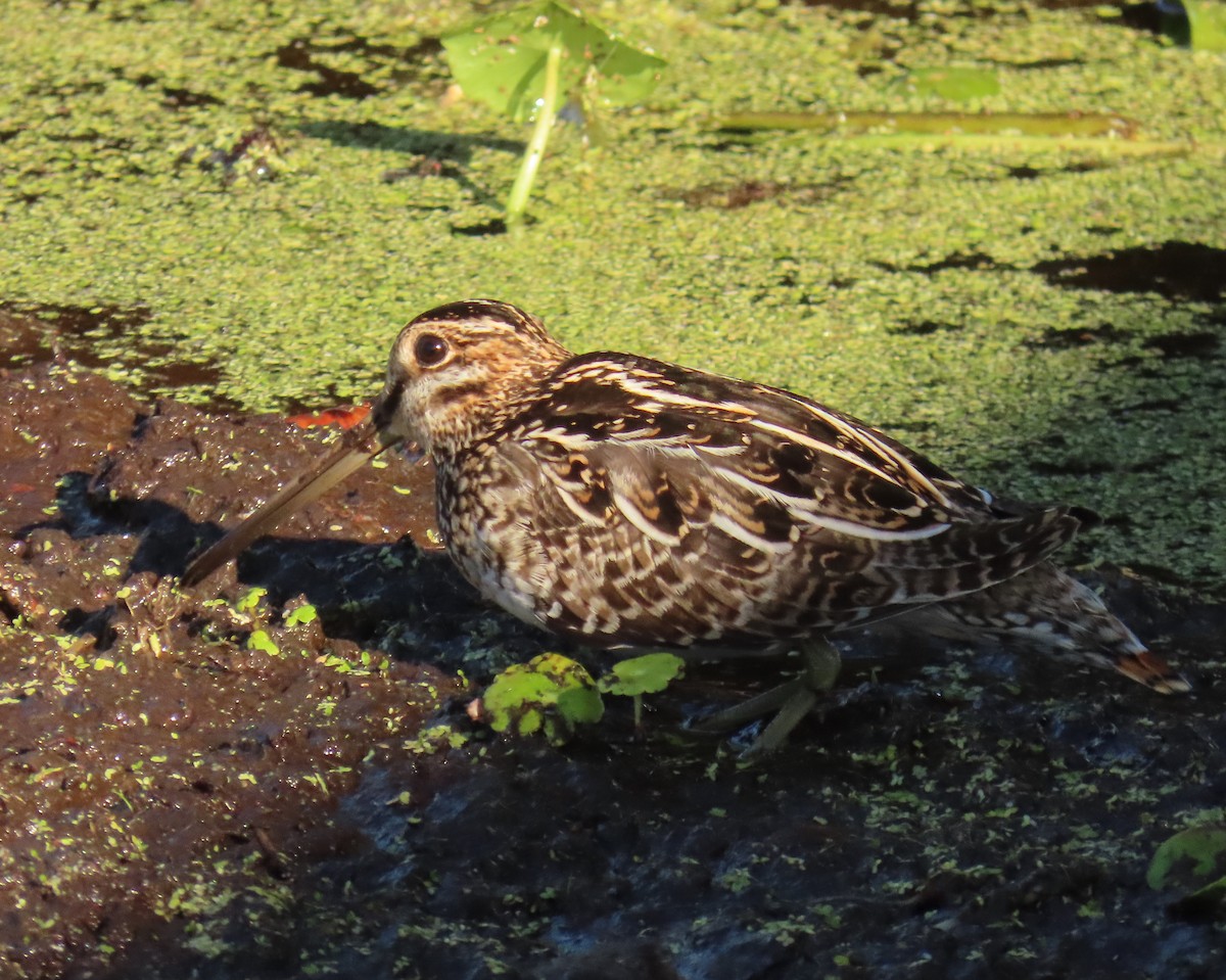 Wilson Suçulluğu - ML646856621