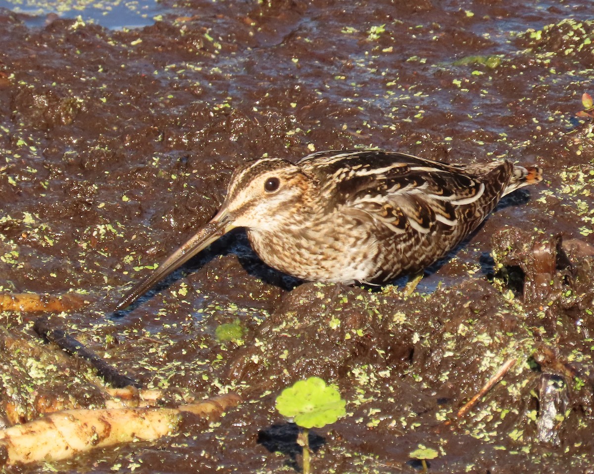 Wilson Suçulluğu - ML646856622