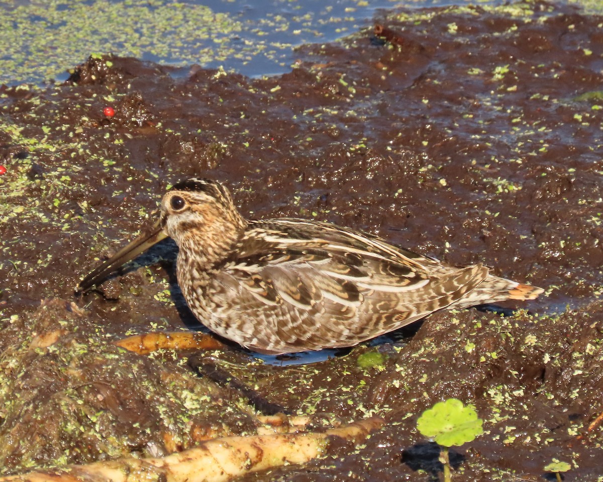 Wilson Suçulluğu - ML646856623