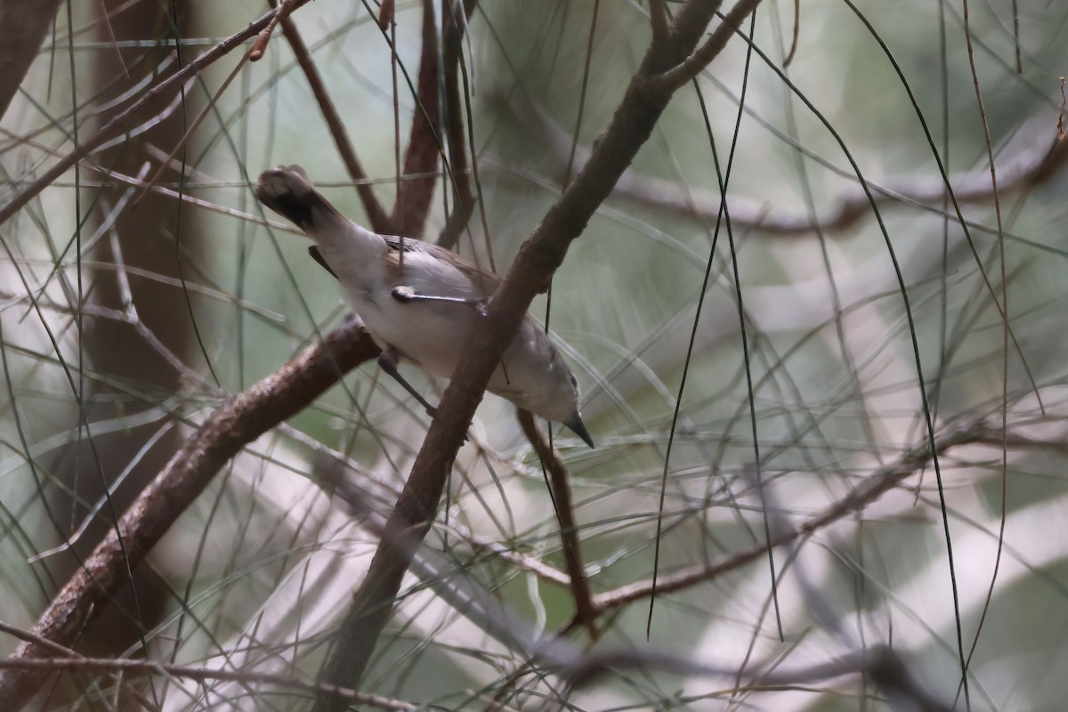 Mangrov Gerigonu - ML646856624