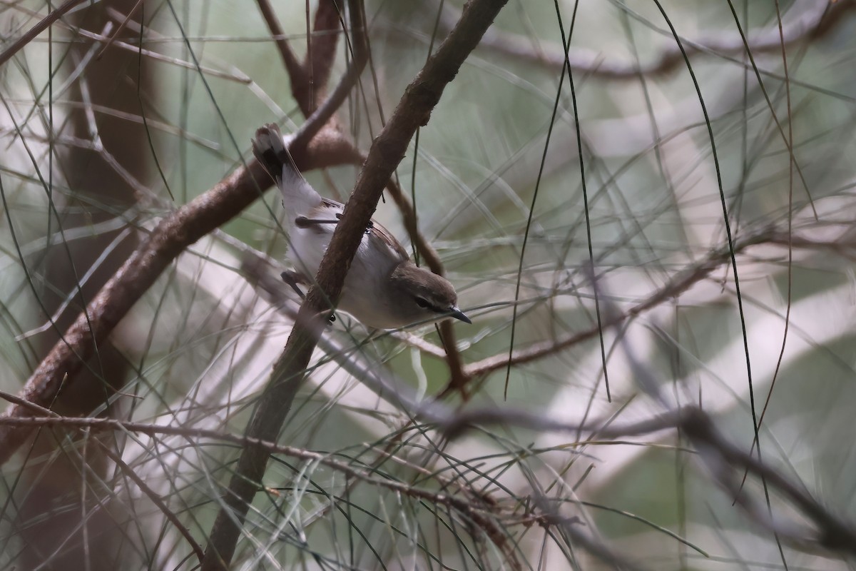 Mangrov Gerigonu - ML646856625