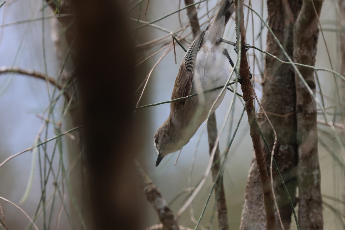 Mangrov Gerigonu - ML646856626