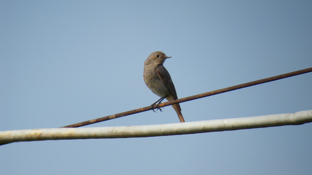 Kara Kızılkuyruk - ML646856628