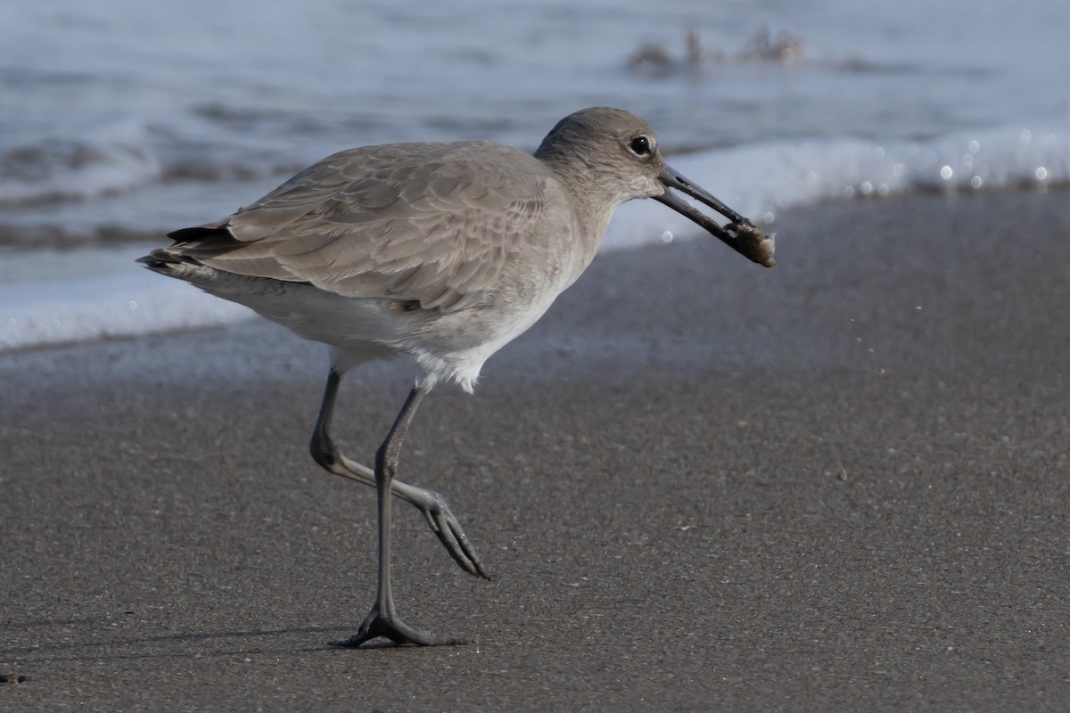 Boz Düdükçün - ML646856629