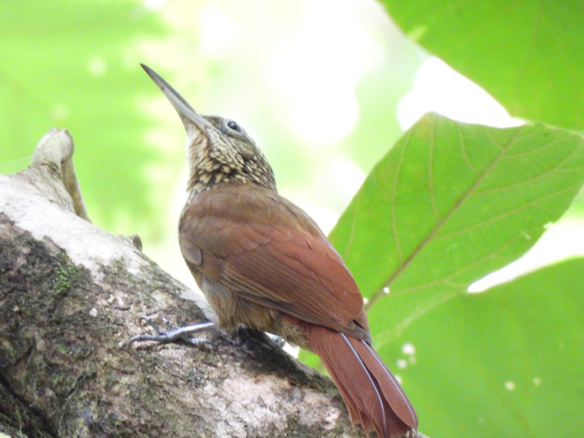 Başı Çizgili Tırmaşık - ML646856630