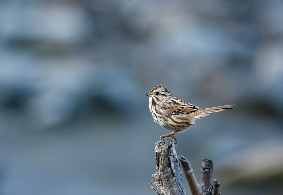 Ötücü Serçe - ML646856631