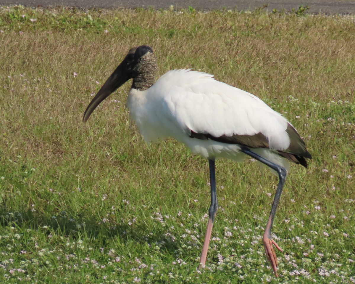 Kara Boyunlu Orman Leyleği - ML646856632