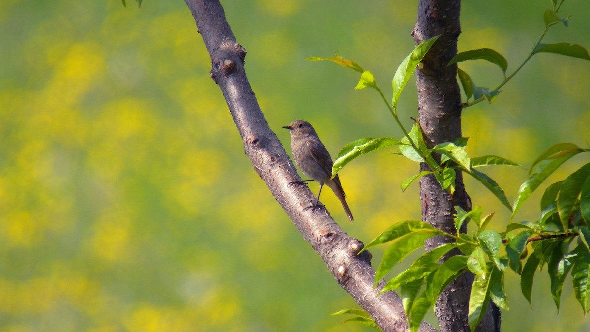 Kara Kızılkuyruk - ML646856633