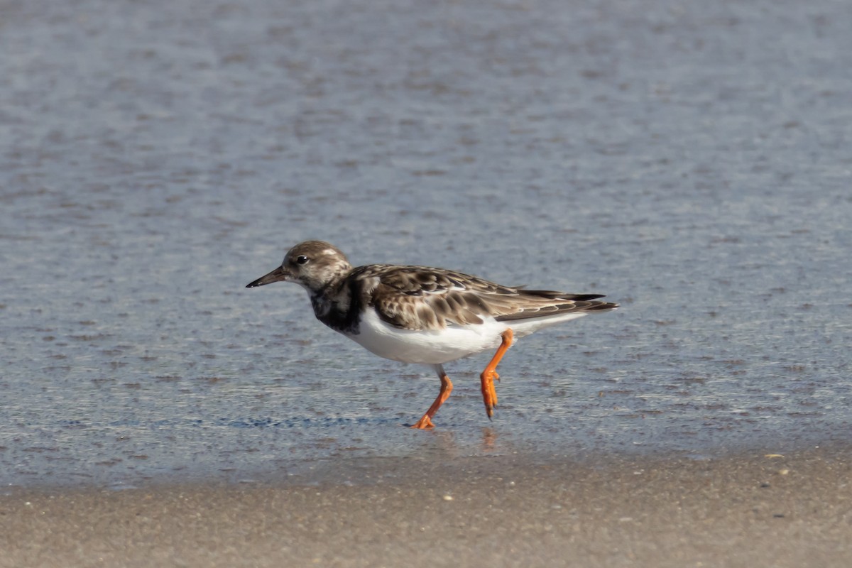 Taşçeviren - ML646856634